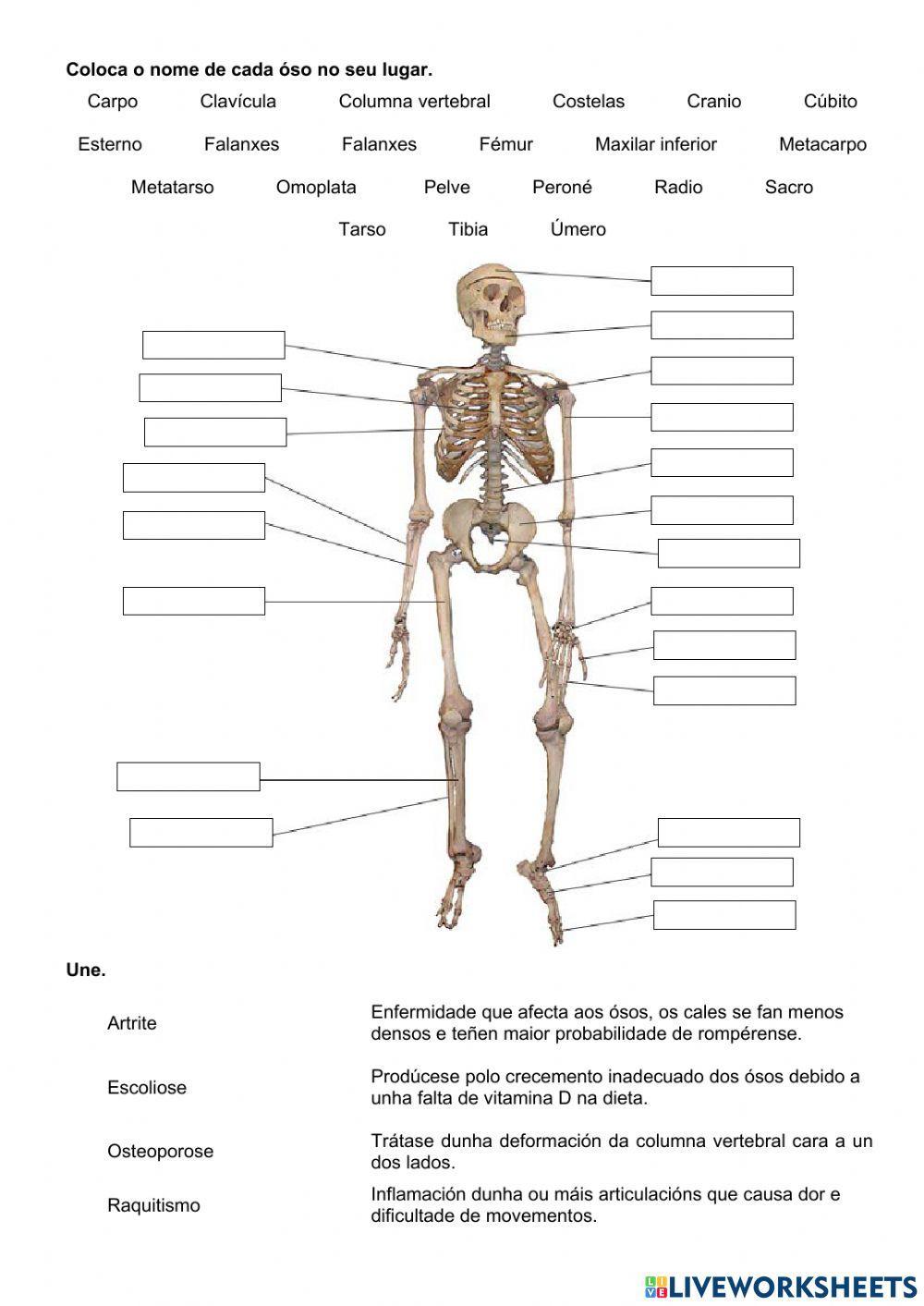 A función de relación 3. O aparato locomotor