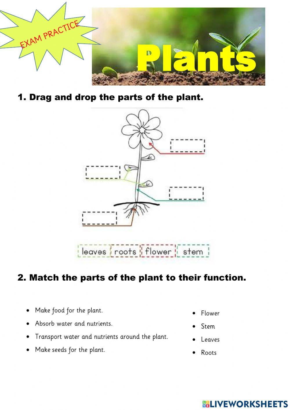 Plants Plants