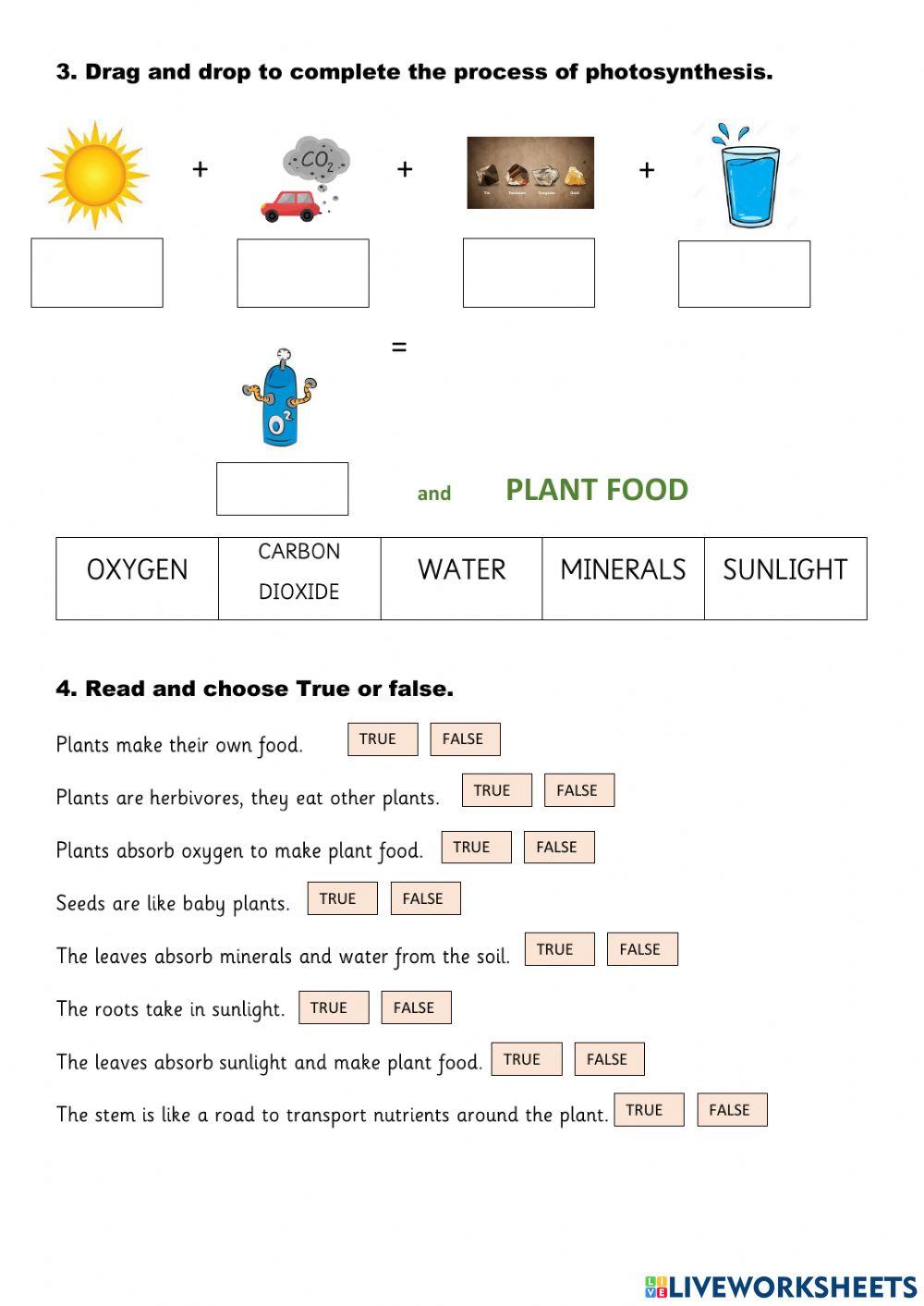 Plants Plants
