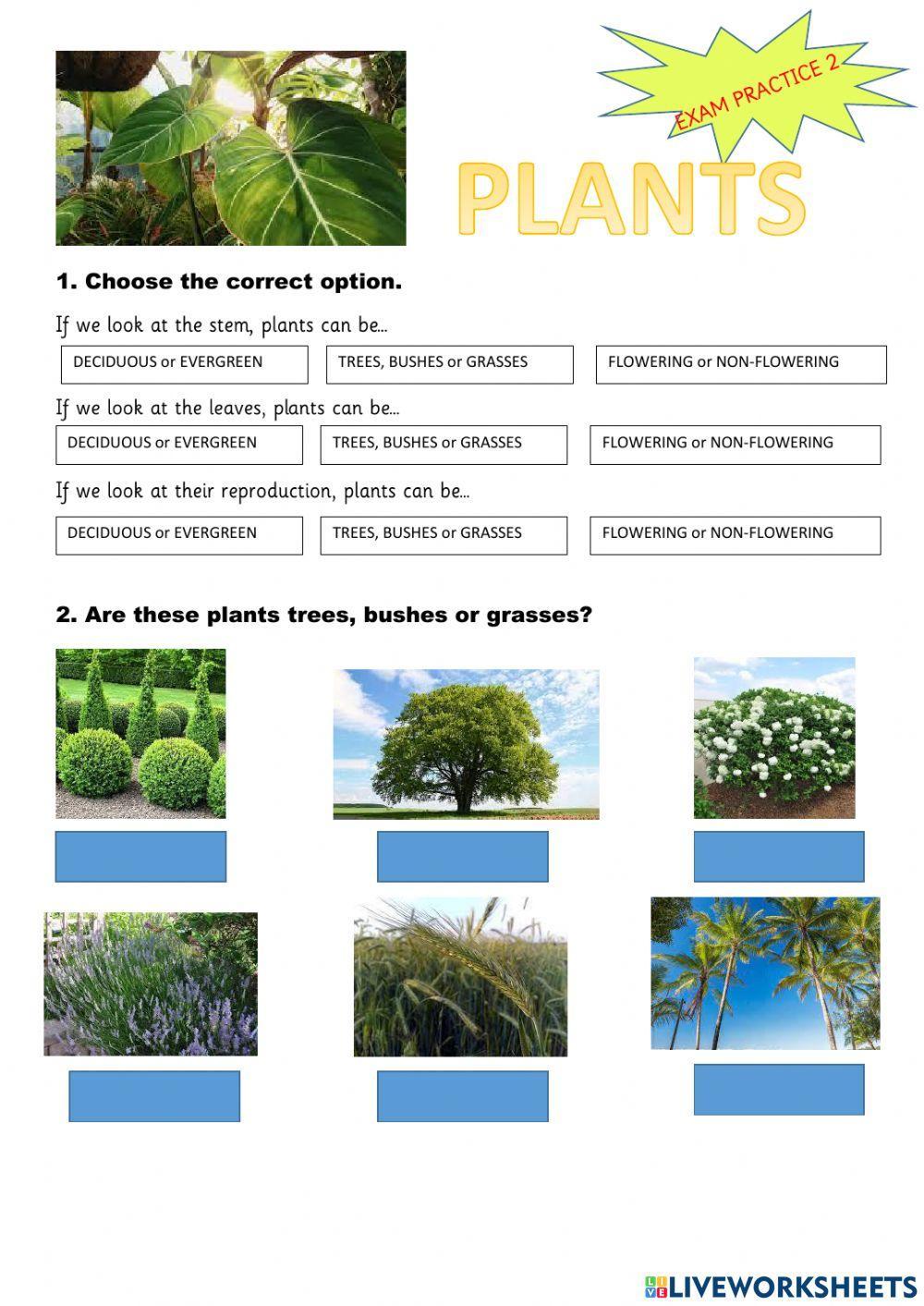Plants Plants