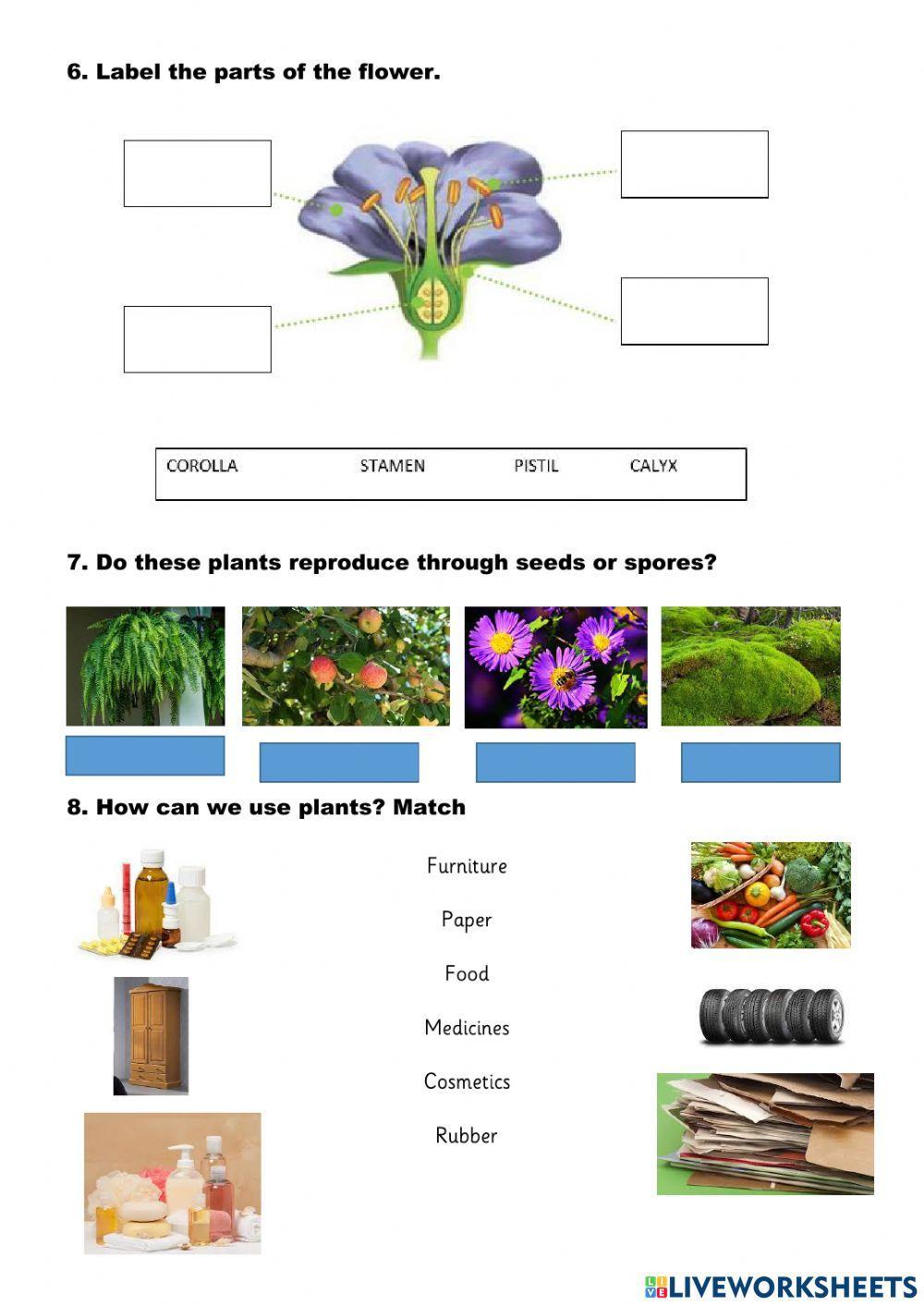 Plants Plants