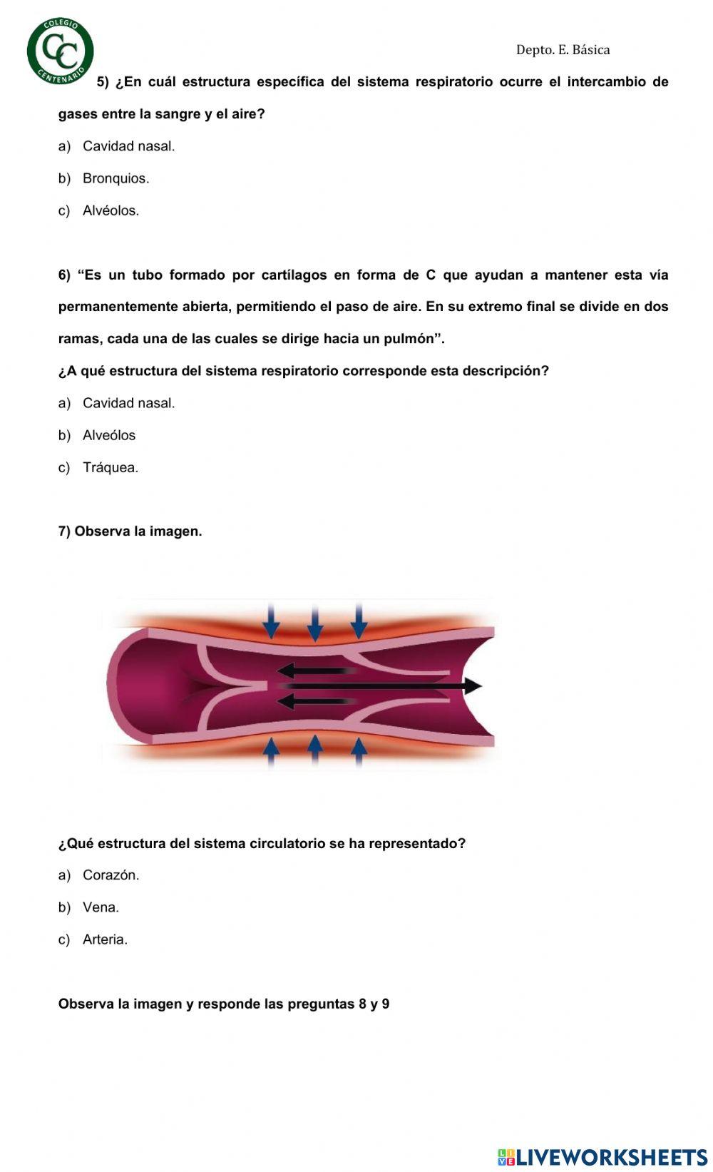 Sistema respiratorio y circulatorio