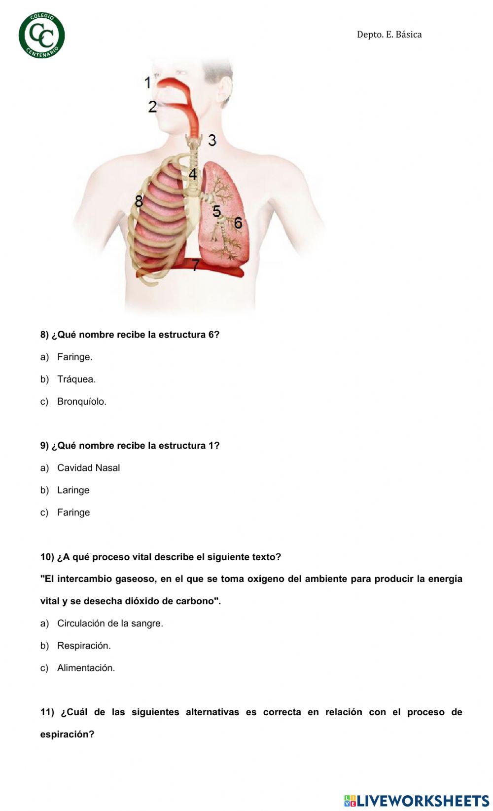 Sistema respiratorio y circulatorio