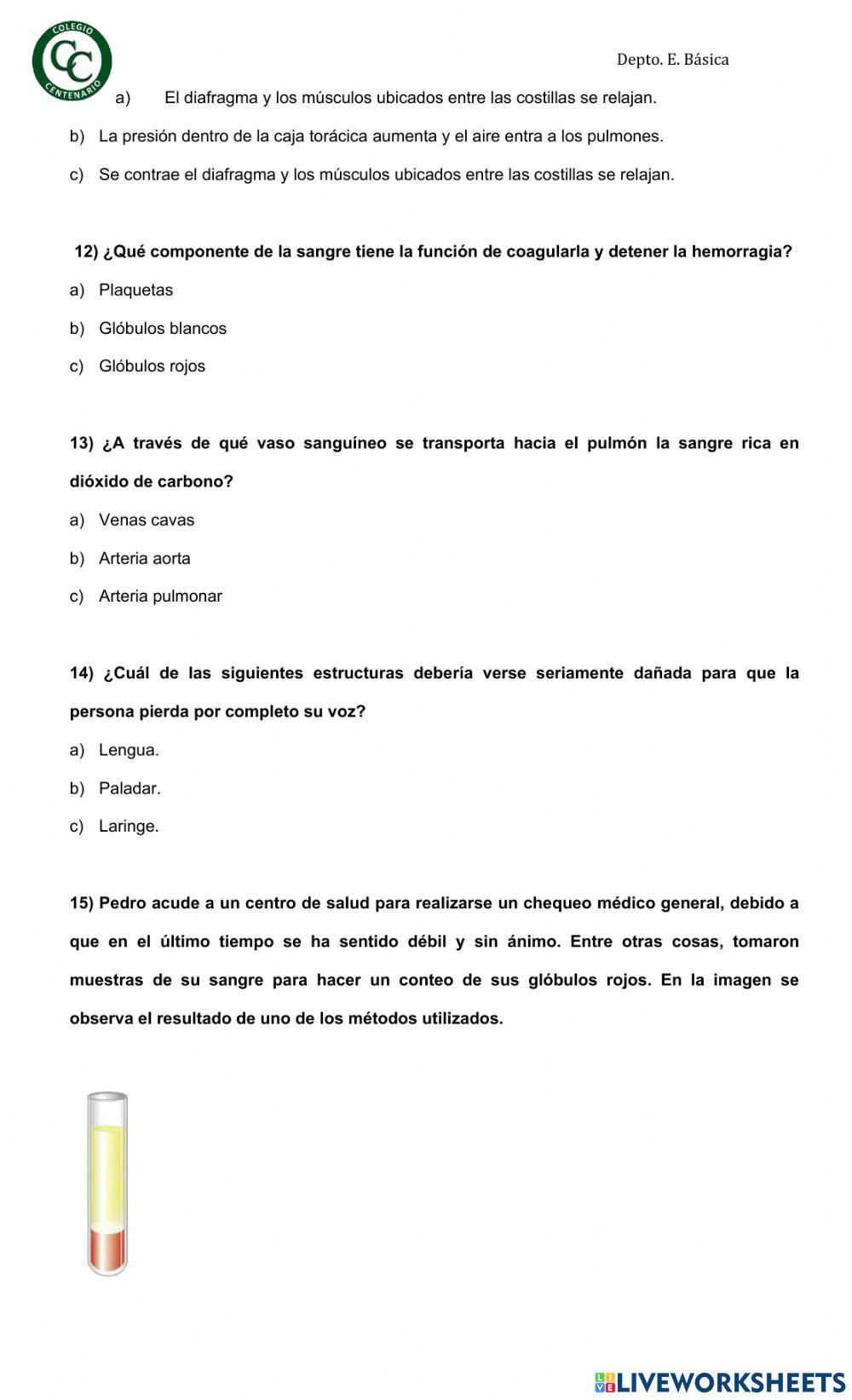 Sistema respiratorio y circulatorio
