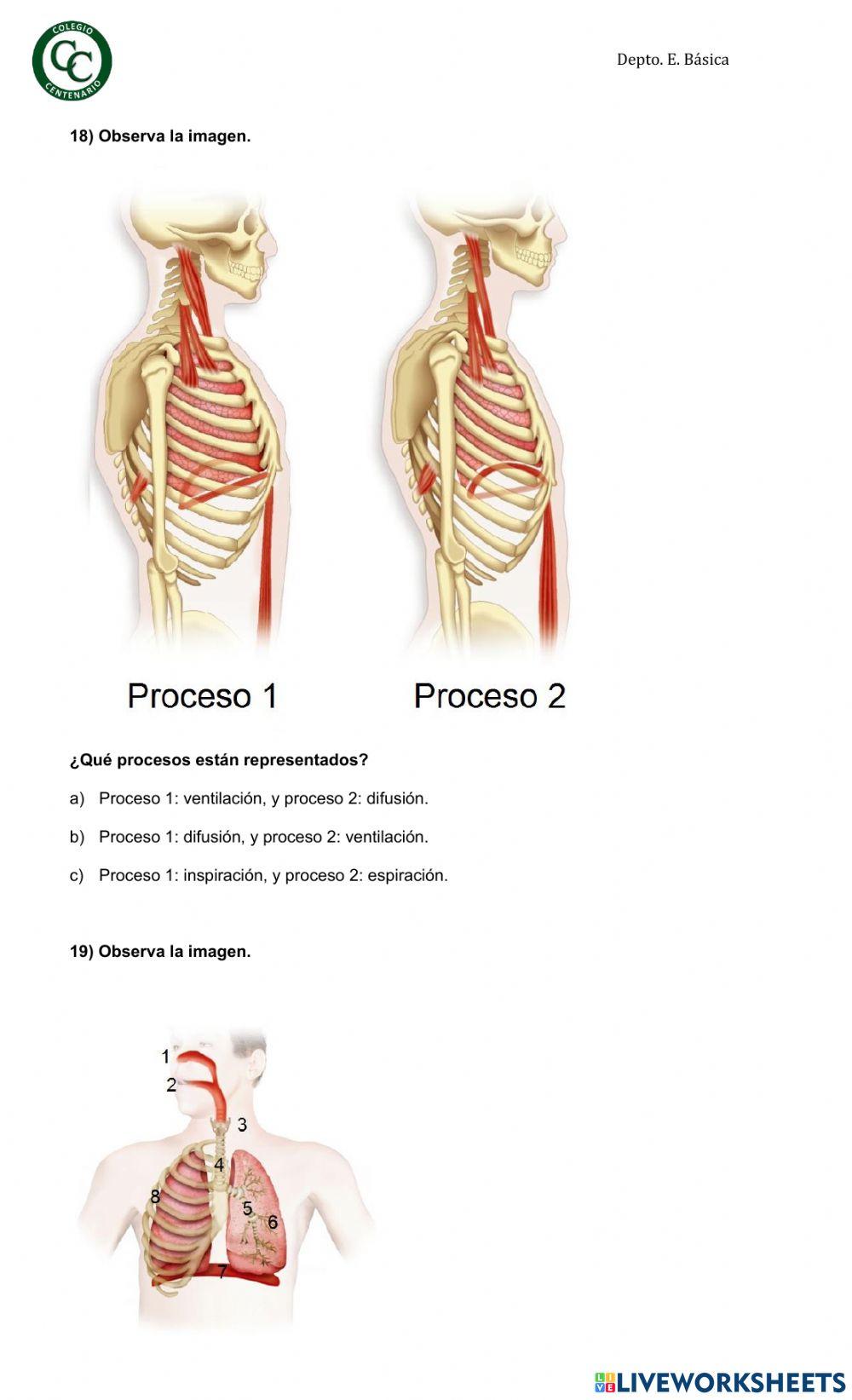 Sistema respiratorio y circulatorio