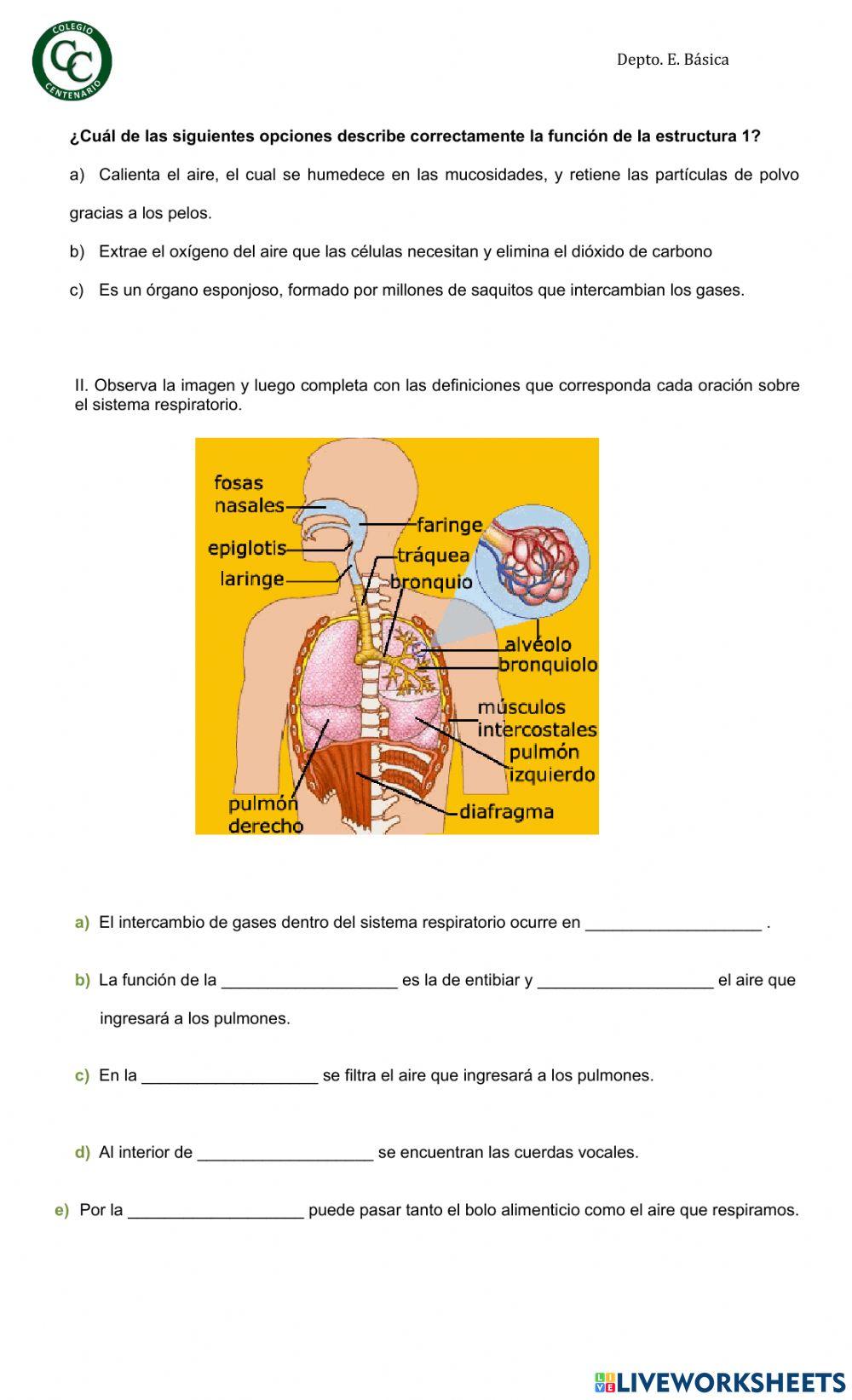 Sistema respiratorio y circulatorio