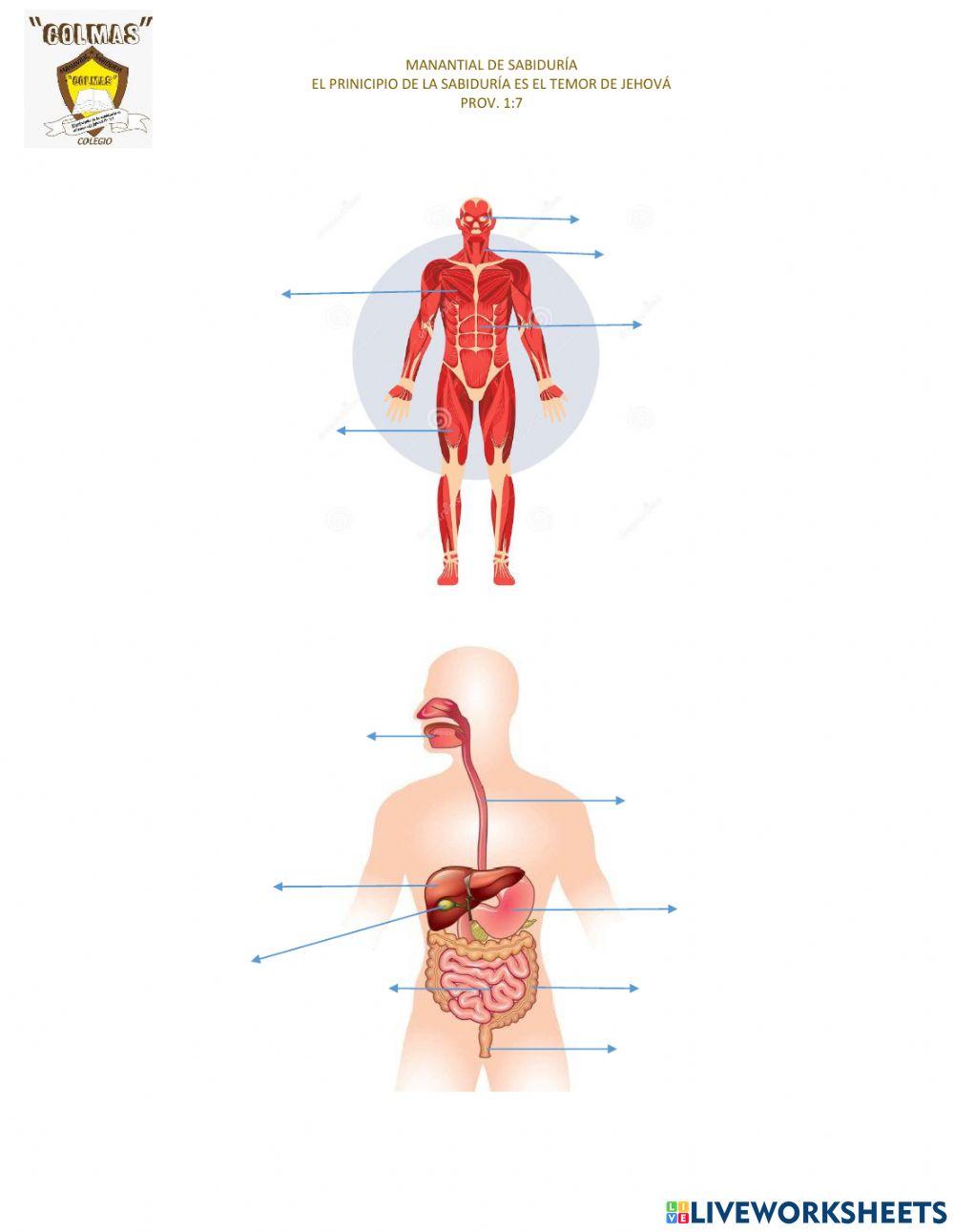 Funciones Vitales, 5 sentidos, sistema oseo, sistema muscular, sistema digestivo