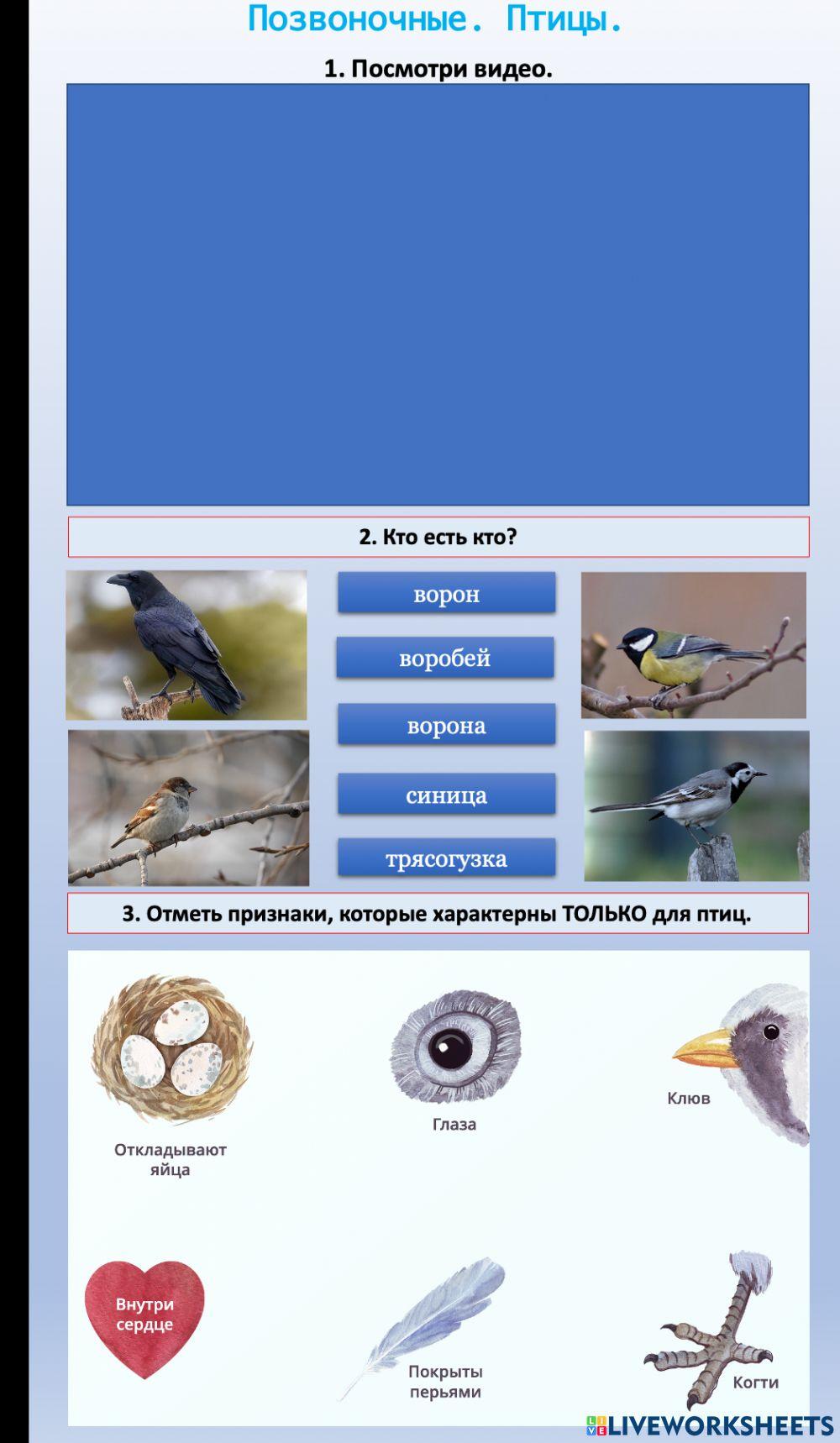 Окружающий мир.Позвоночные. Птицы