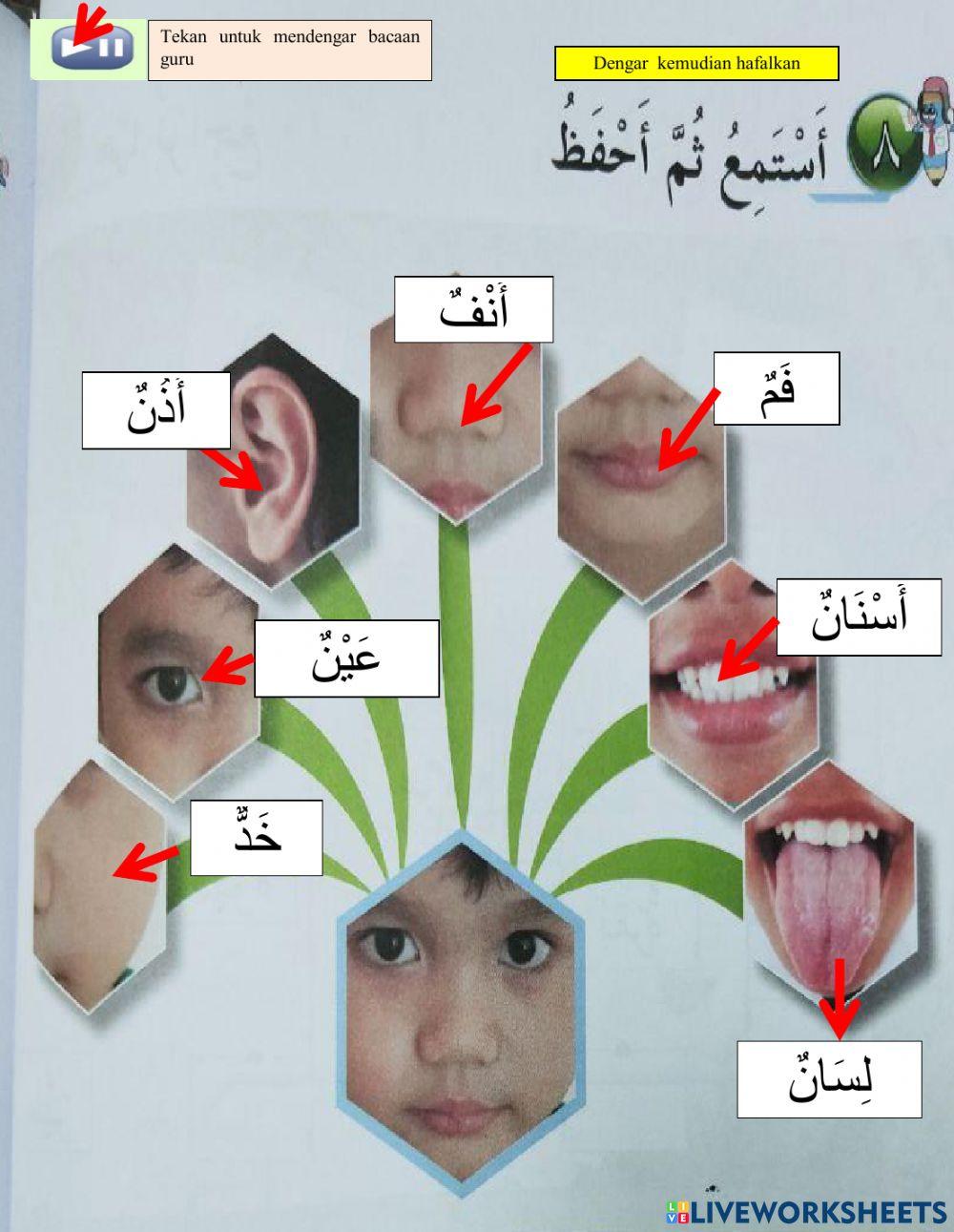 Bahasa arab tahun 2 ( anggota badan )