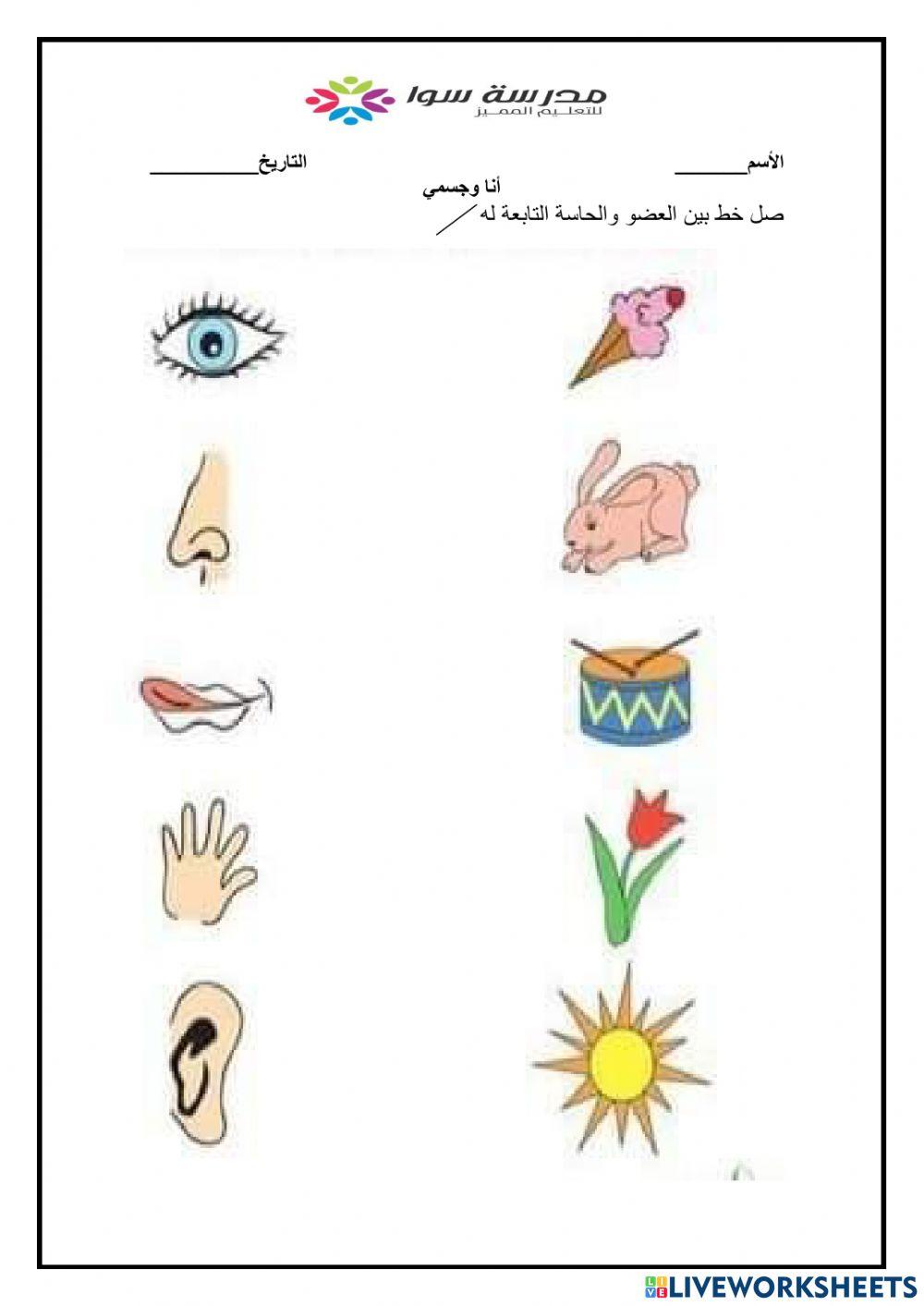 علوم - انا وجسمي