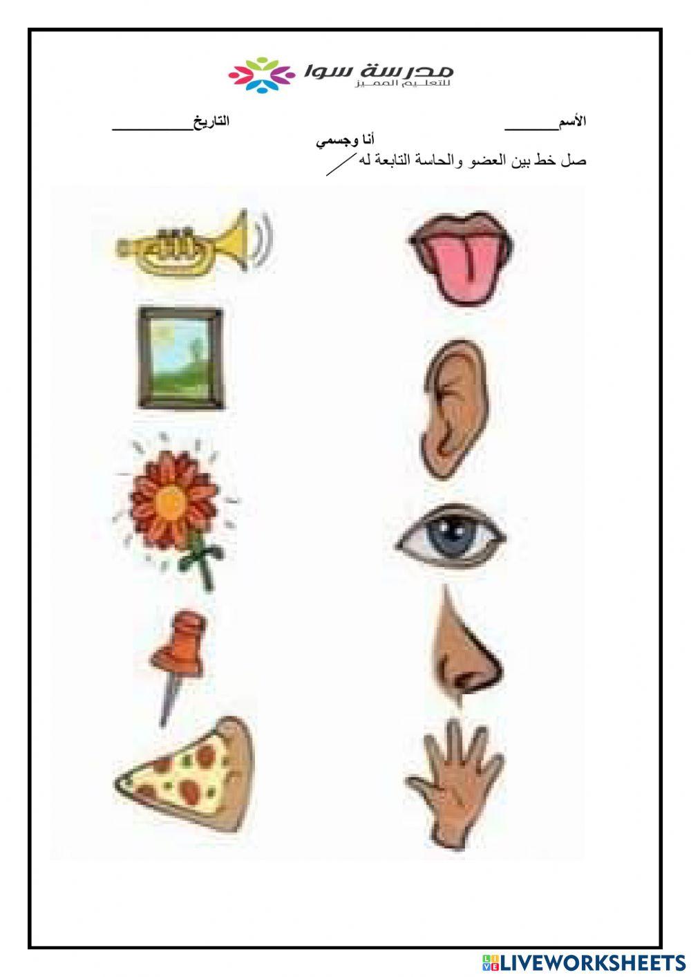 علوم - انا وجسمي