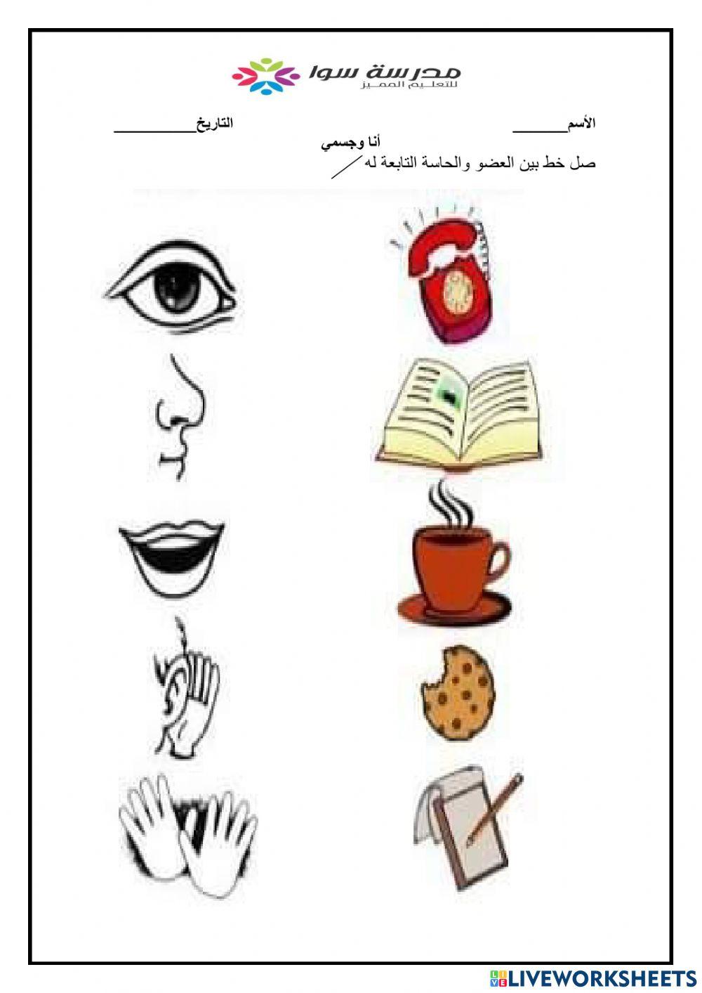 علوم - انا وجسمي