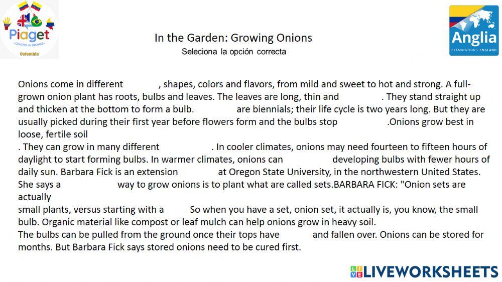 In the Garden: Growing Onions