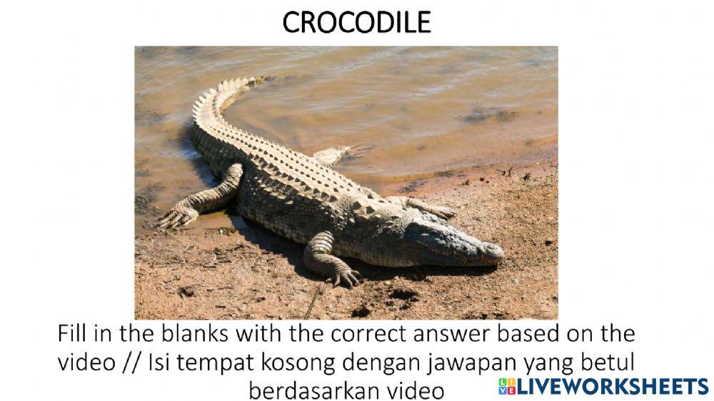 Unit 3: wild life Speaking