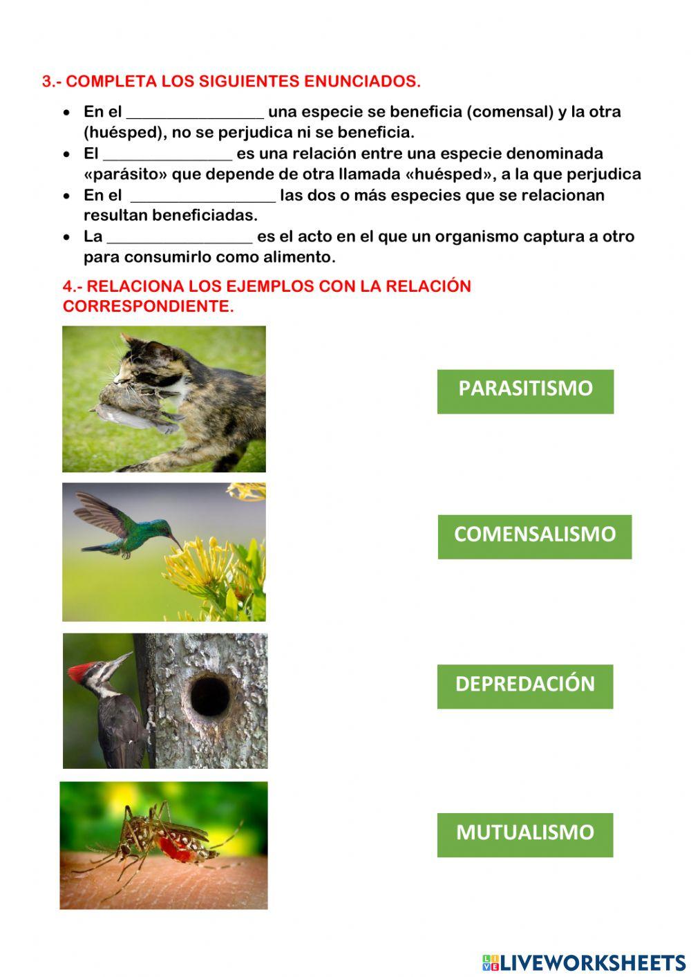 Niveles de organización