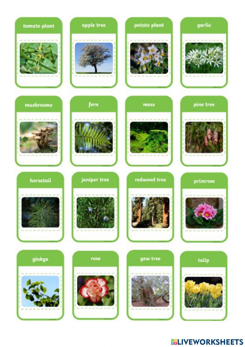 Flowering and Non flowering plants worksheet