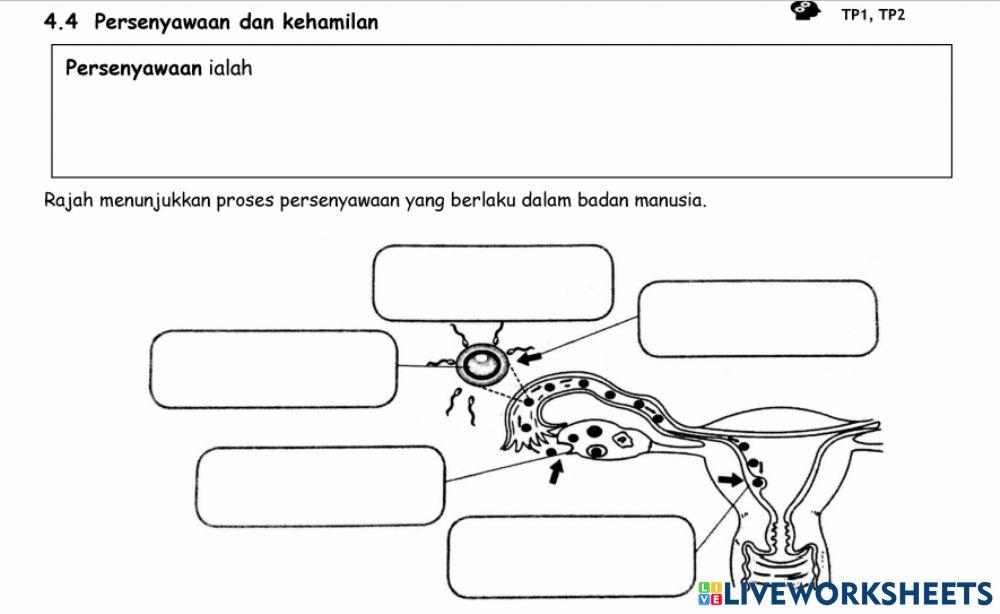 Sains Ting 1 Bab 4.4 : Persenyawaan dan Kehamilan (A)