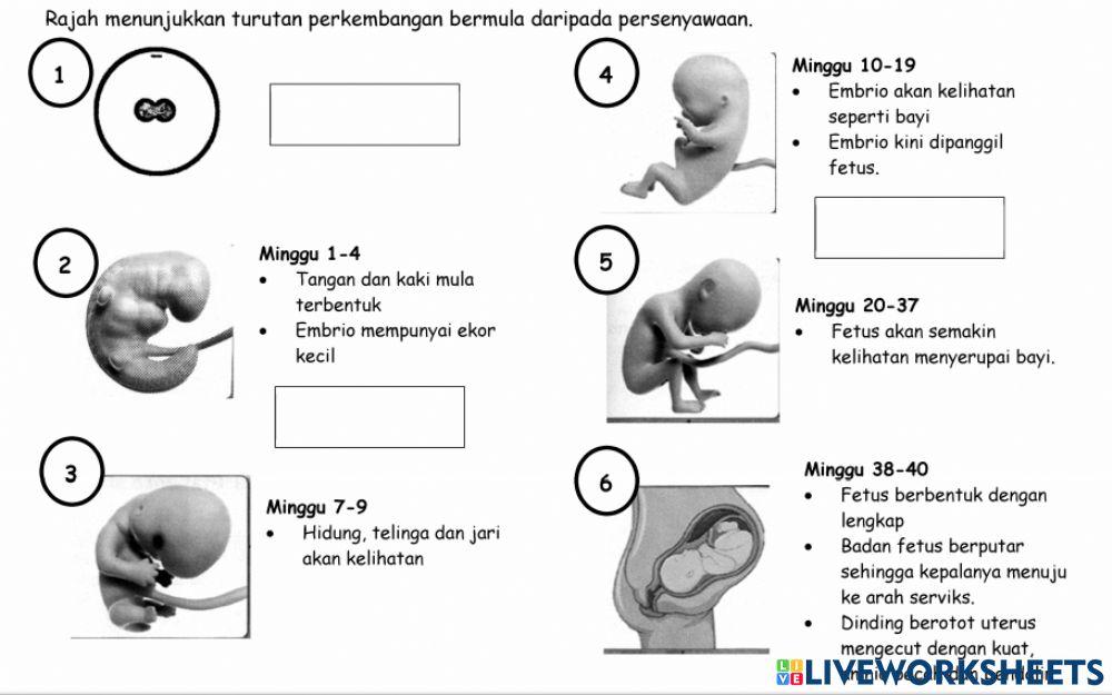 Sains Ting 1 Bab 4.4 : Persenyawaan dan Kehamilan (B)