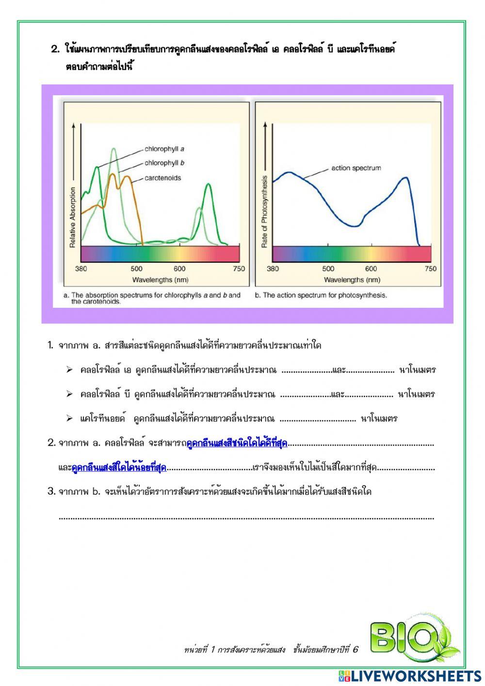 การสังเคราะห์ด้วยแสง : การศึกษาการสังเคราะห์ด้วยแสงและสารสี