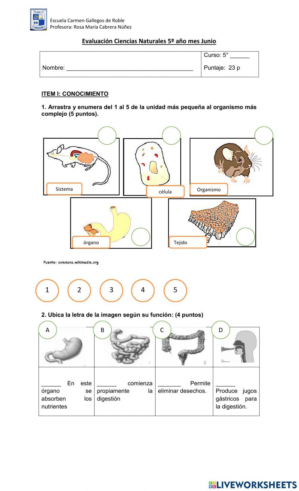 Evaluacion celulas y sistemas