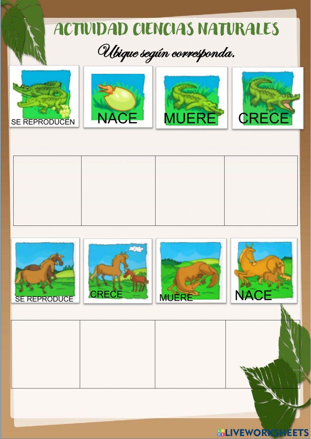 1°Ciencias naturales: ciclo de vida de los seres vivos 23.06.2021