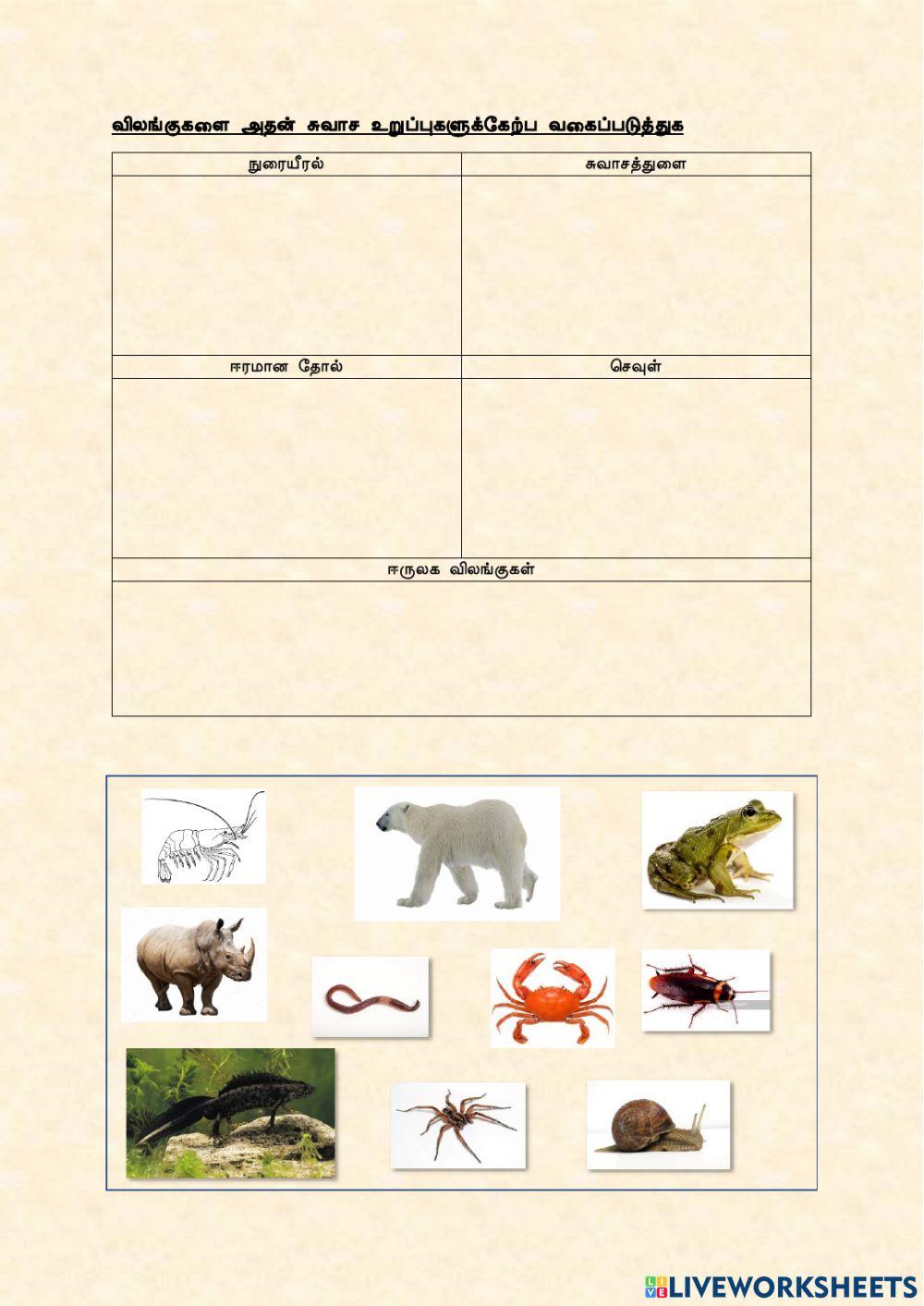 விலங்குகள் - Animals