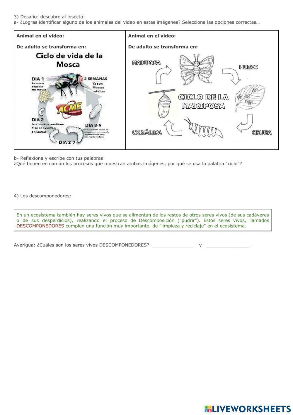 Relaciones alimenticias