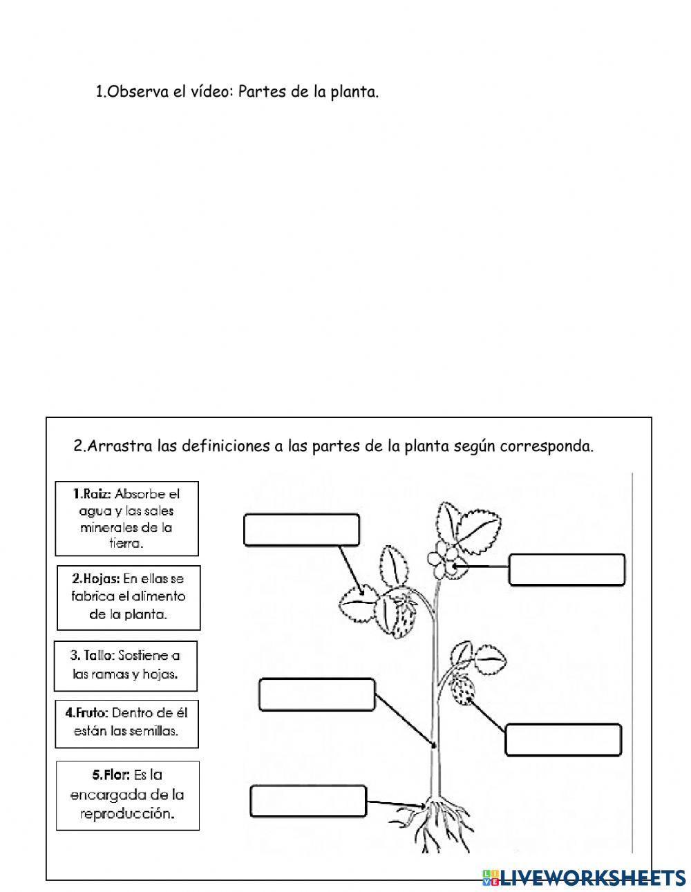 Partes planta
