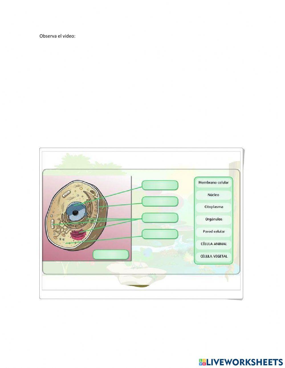 Partes de la célula