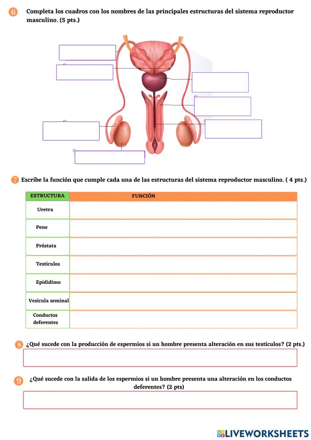Guía N° 13- Sistemas reproductores