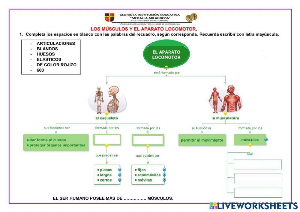 Organizador visual musculos