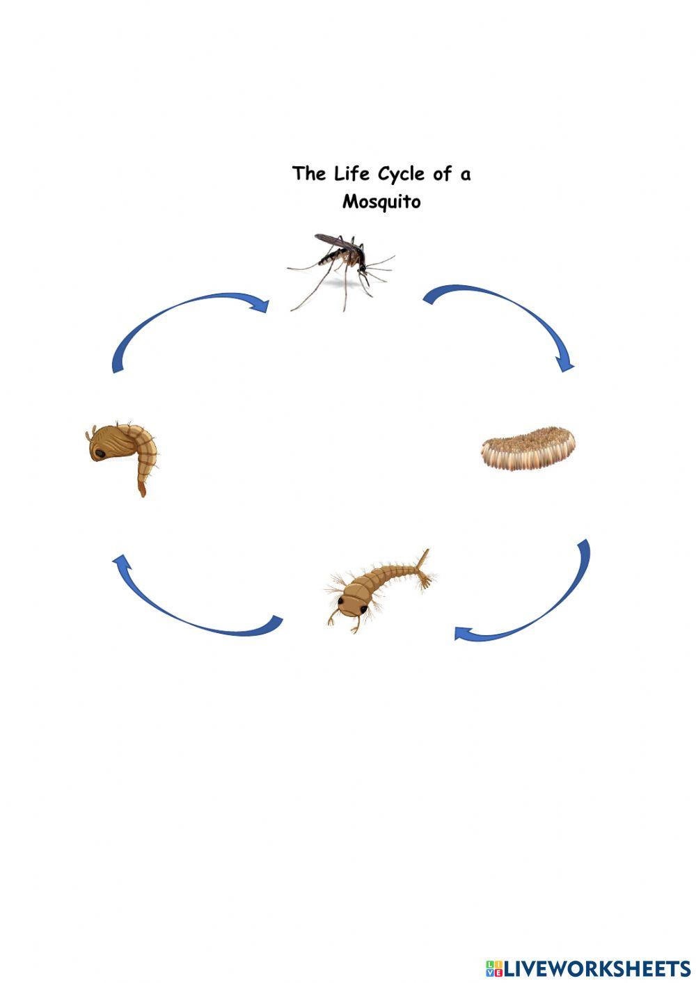 Life Cycle Of Mosquito