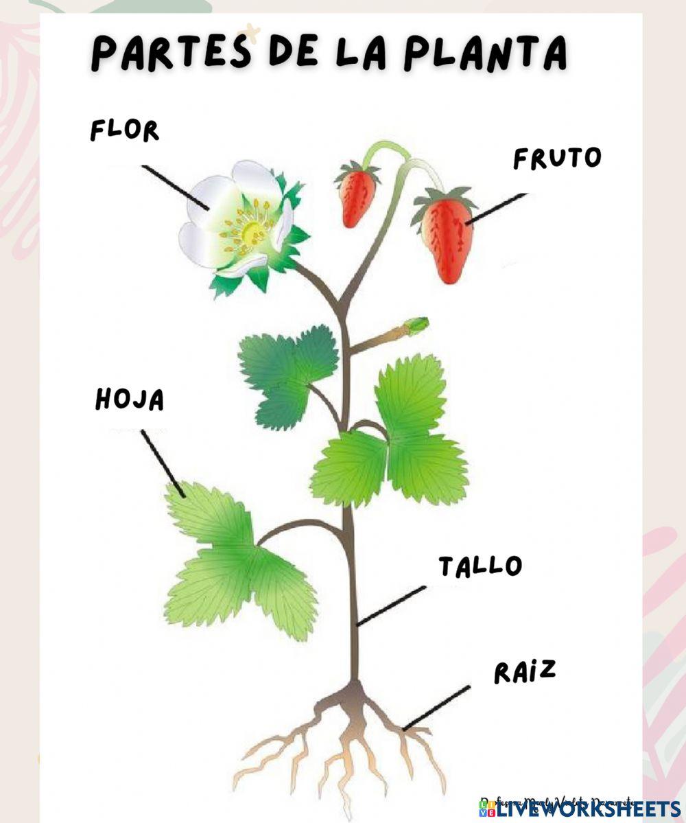 Plantas: partes de una planta
