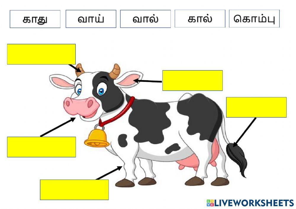 பிராணிகளின் உடல் பாகங்களைப் பெயரிடுதல்