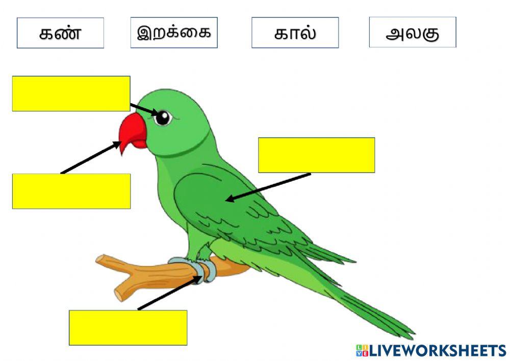 பிராணிகளின் உடல் பாகங்களைப் பெயரிடுதல்