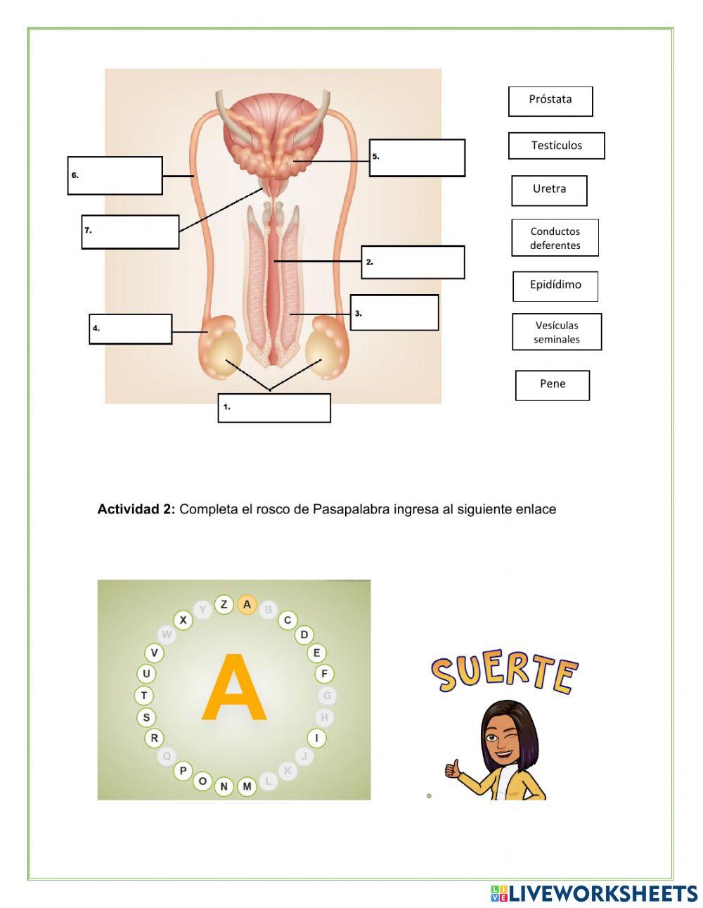 Sistema Reproductor Humano