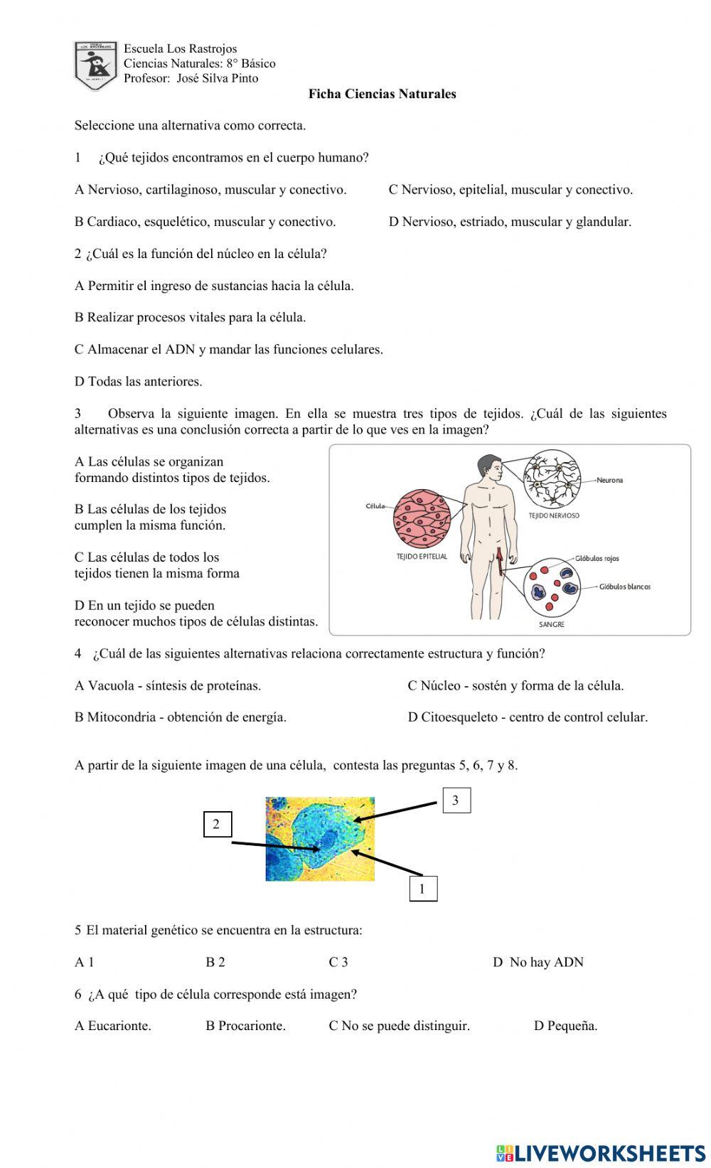 Organelos citoplasmáticos