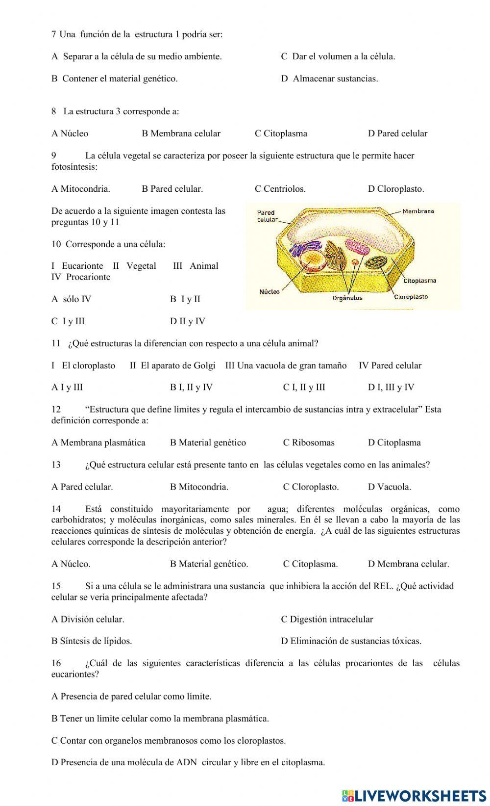 Organelos citoplasmáticos