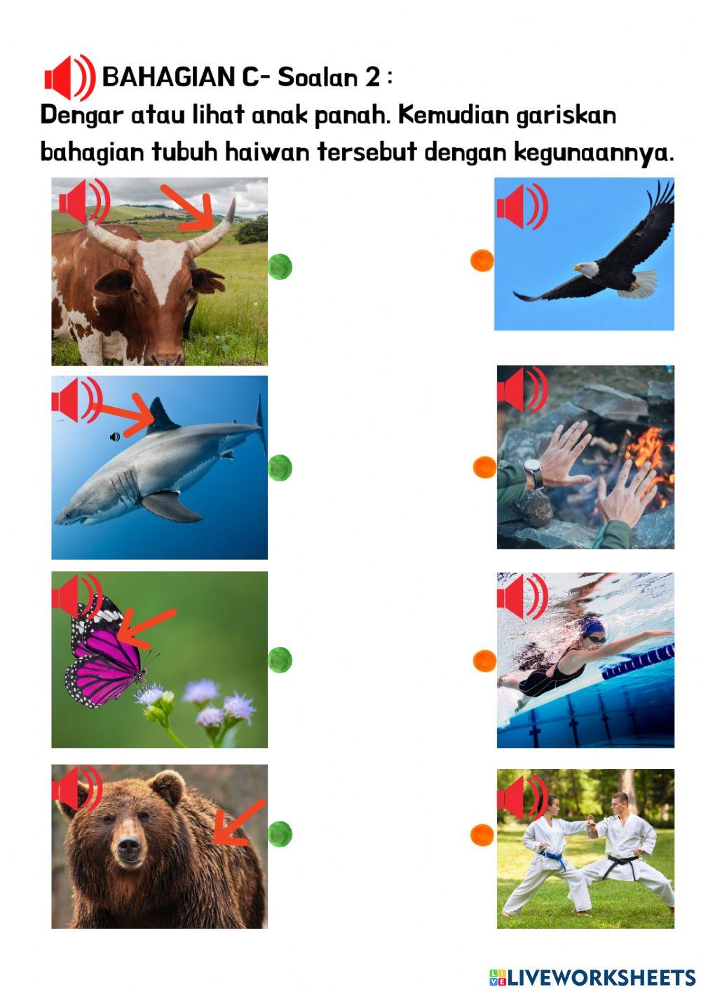 Haiwan-Bahagian Tubuh Haiwan Dan Fungsinya