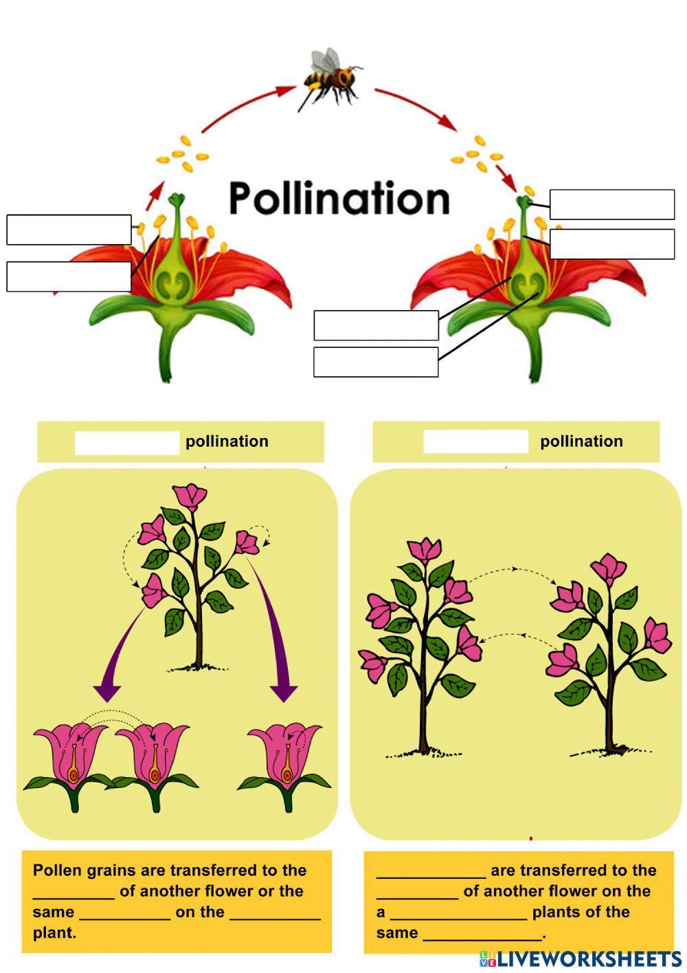 PBD 4.7: Pollination