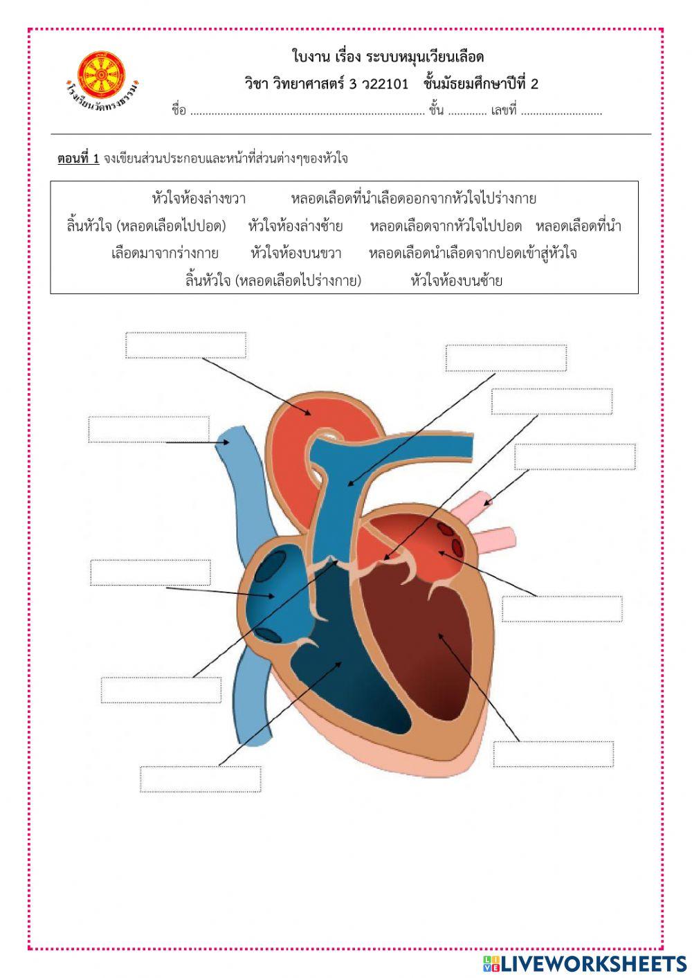 ระบบหมุนเวียนเลือด