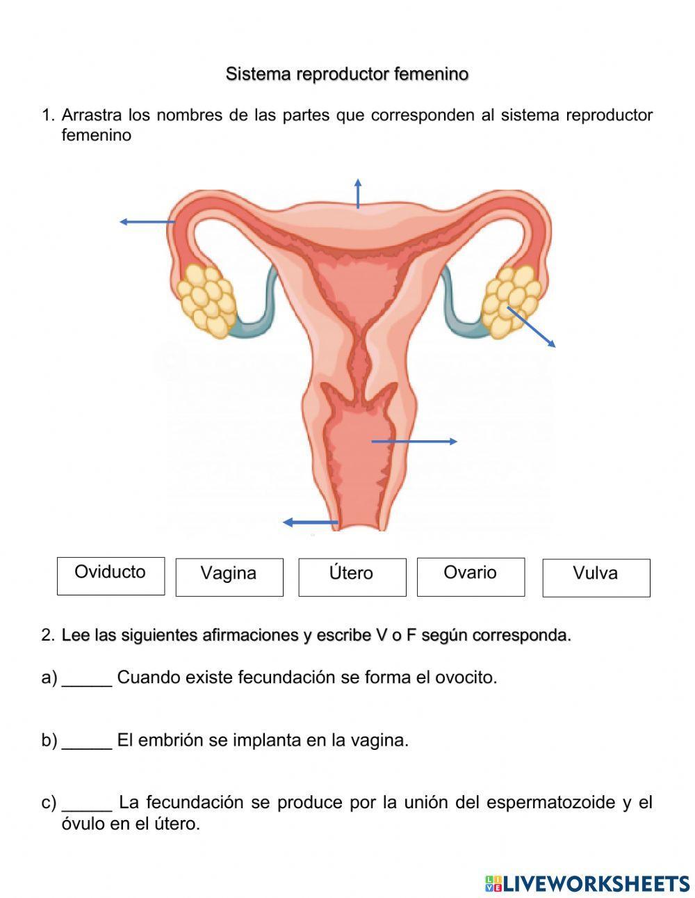 Sistema reproductor femenino