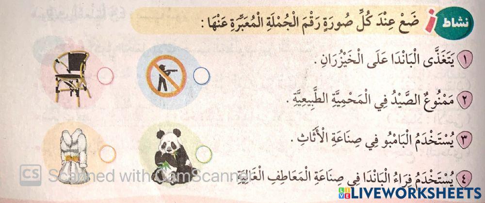 غابات البامبو4