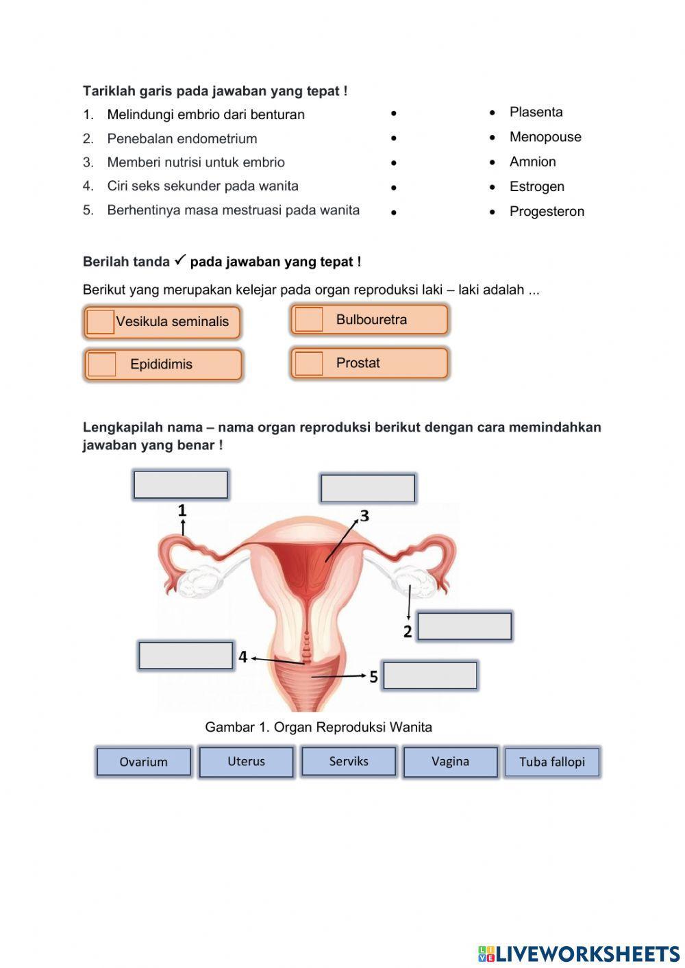 Evaluasi Sistem Reproduksi