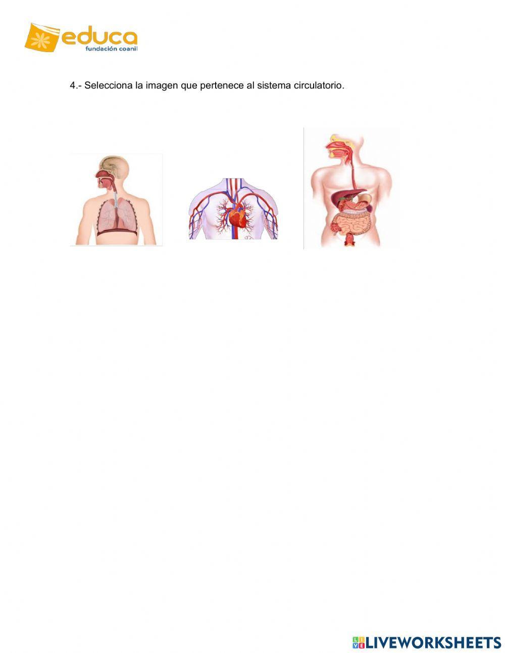Sistema circulatorio