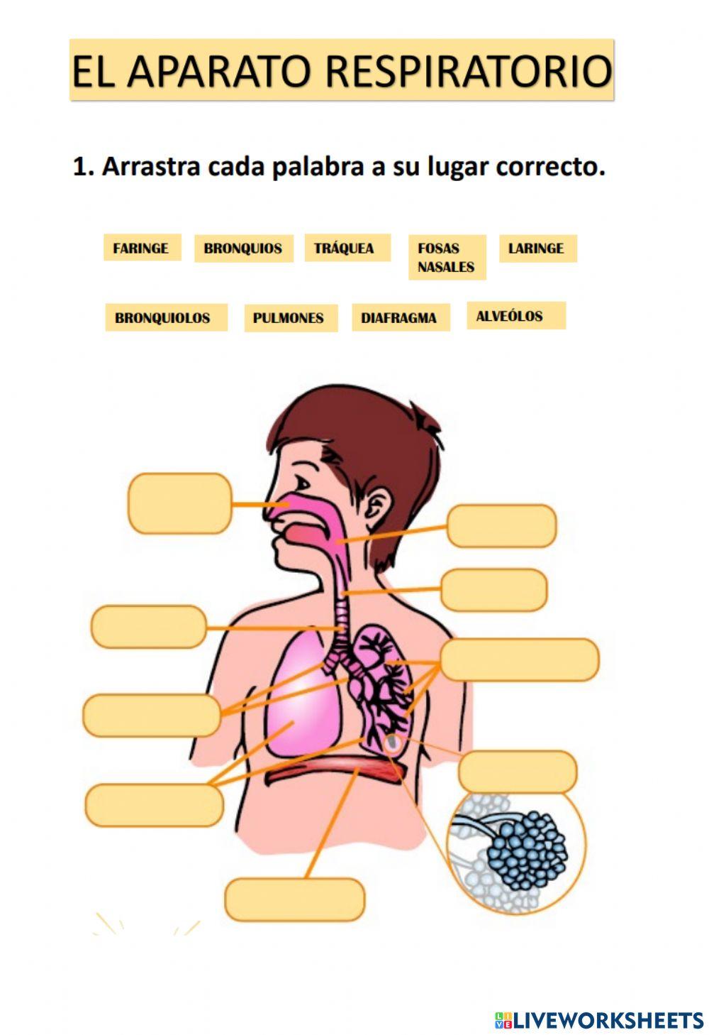 El aparato respiratorio