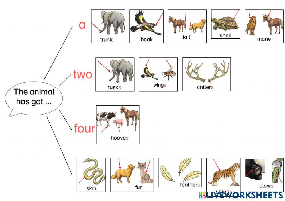 Animal Body Parts