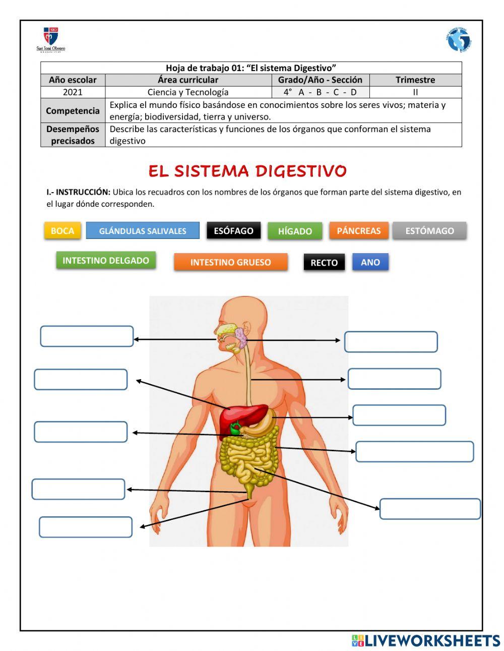 Aparato digestivo