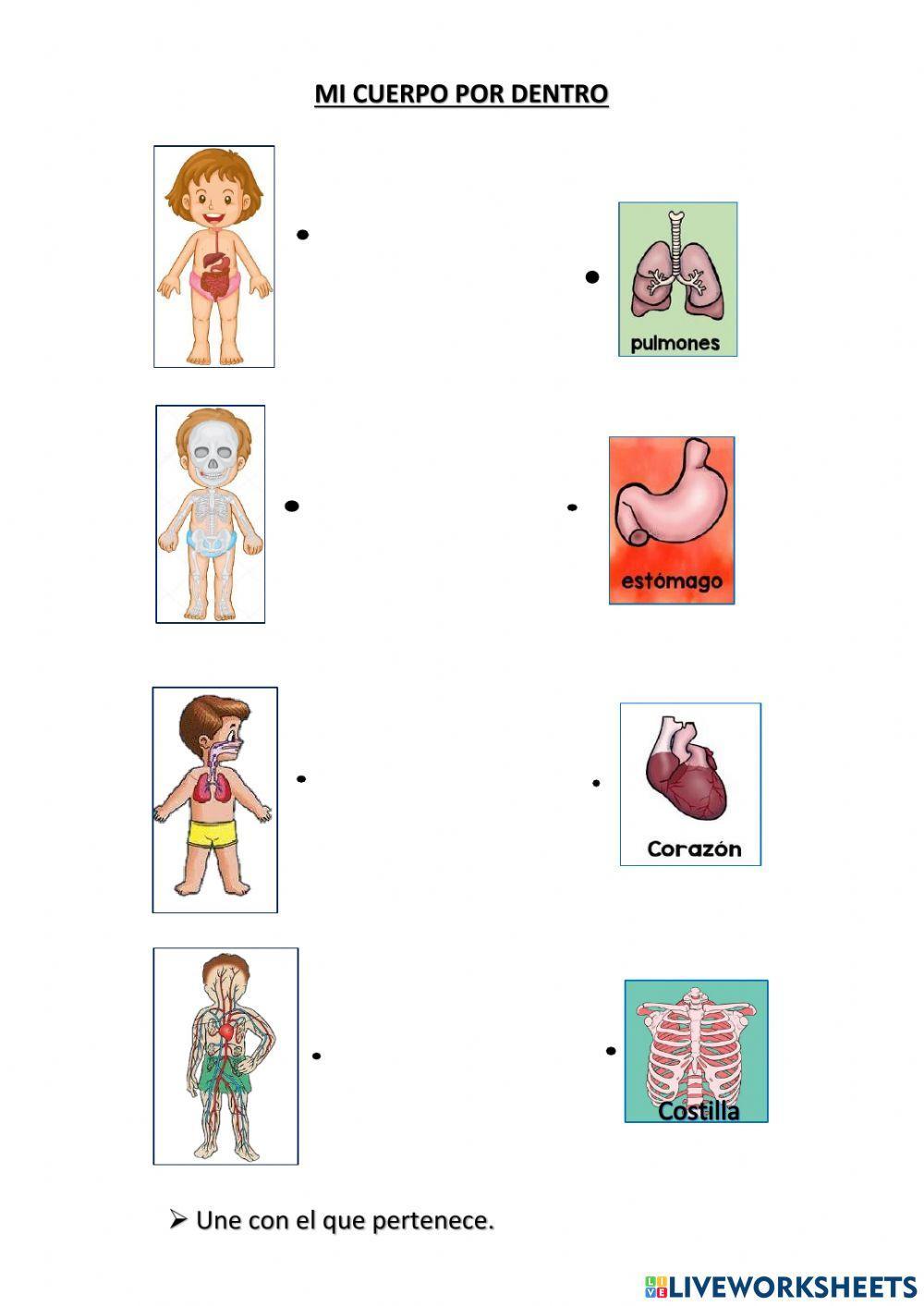 Mi cuerpo por dentro