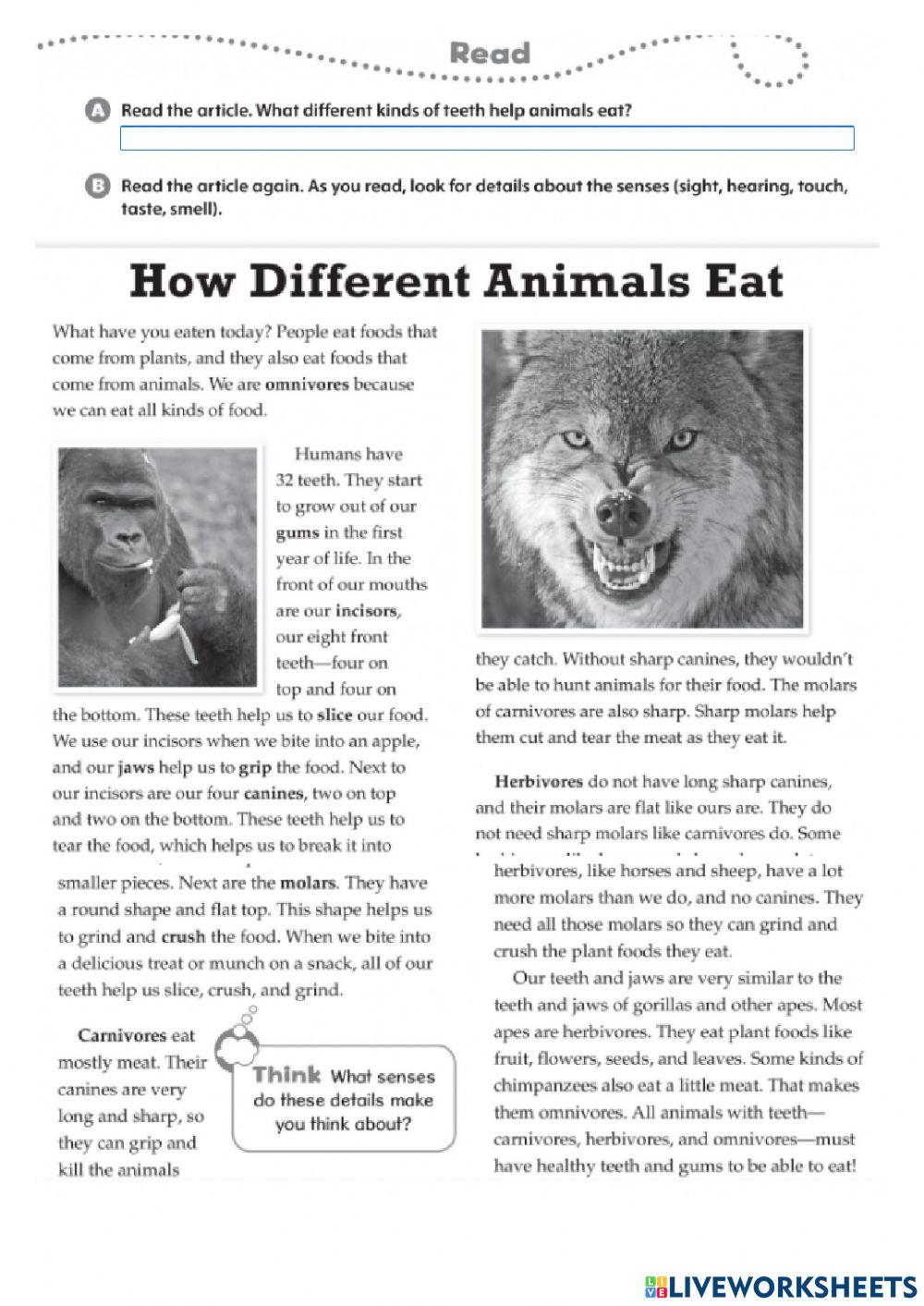 How do different animals eat? reading comprehension
